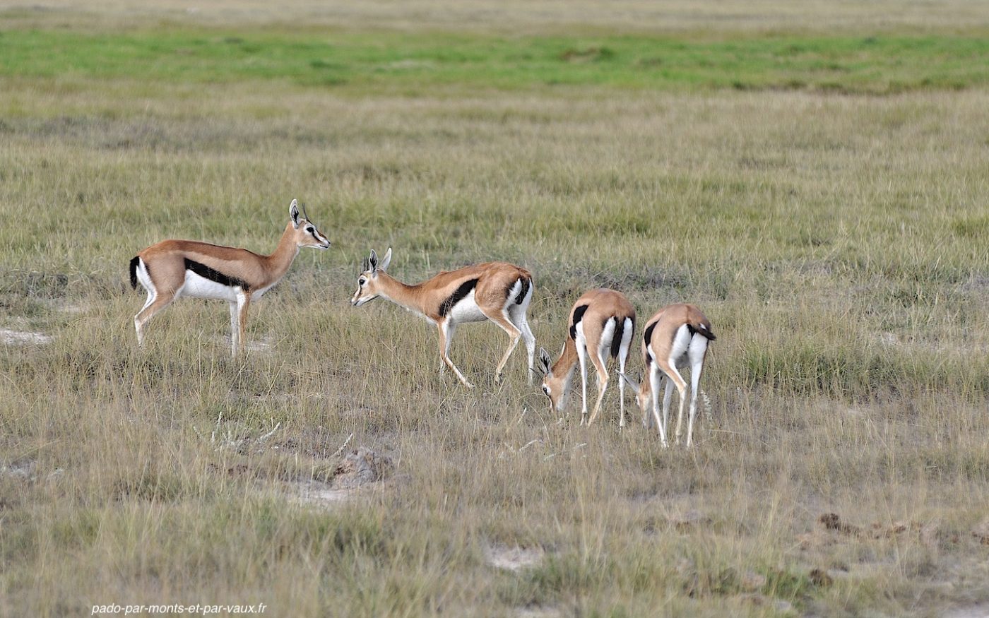 Amboseli - Gazelles de Thomson Amboseli - Gazelles de Thomson