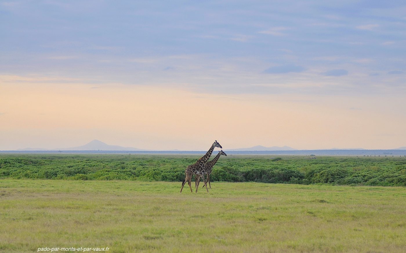 Amboseli - Girafe Amboseli - Girafe