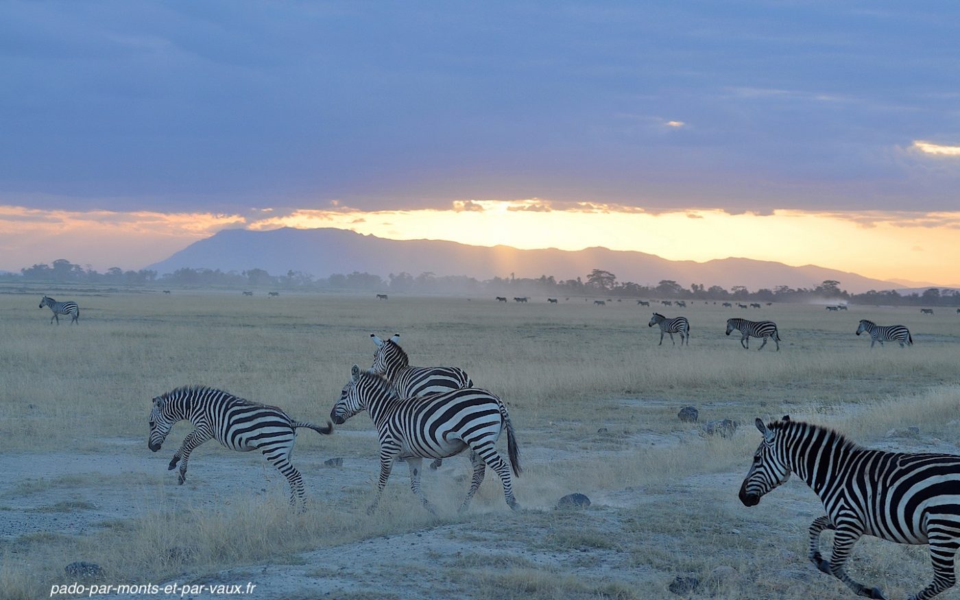 Amboseli - Zèbres Amboseli - Zèbres