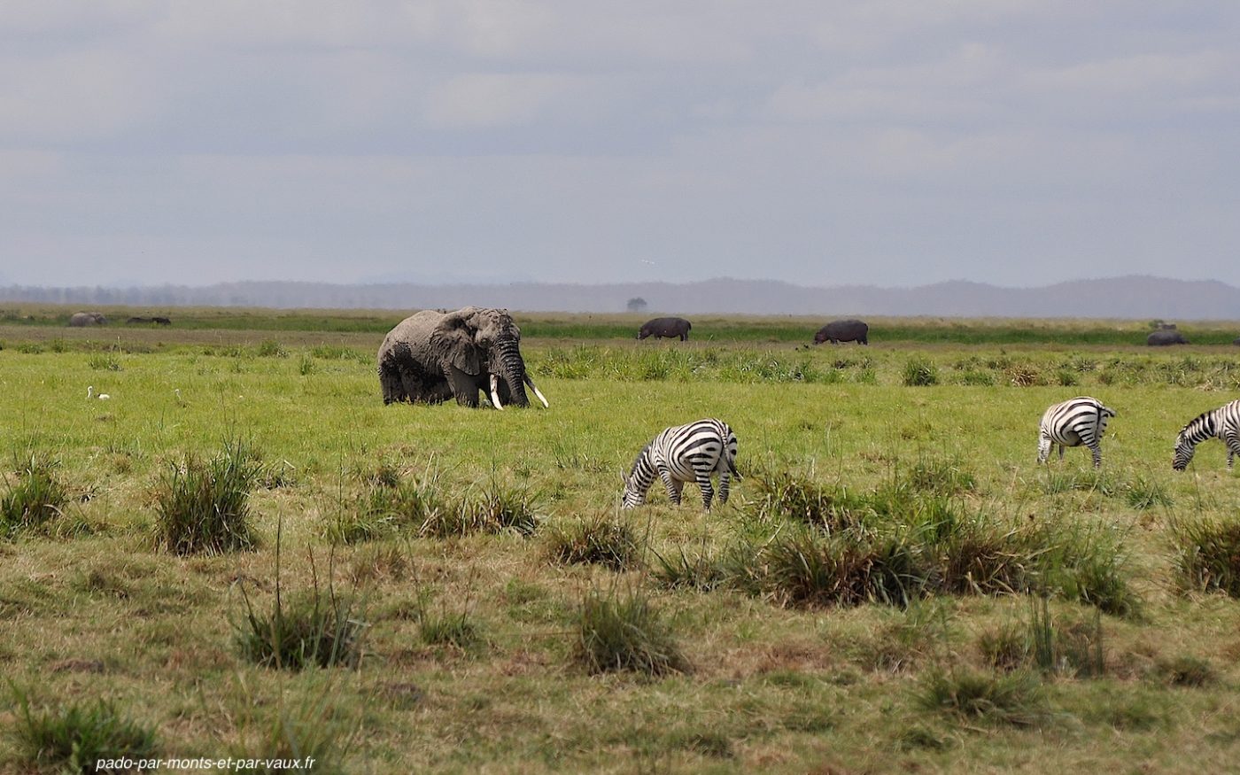 Amboseli Amboseli