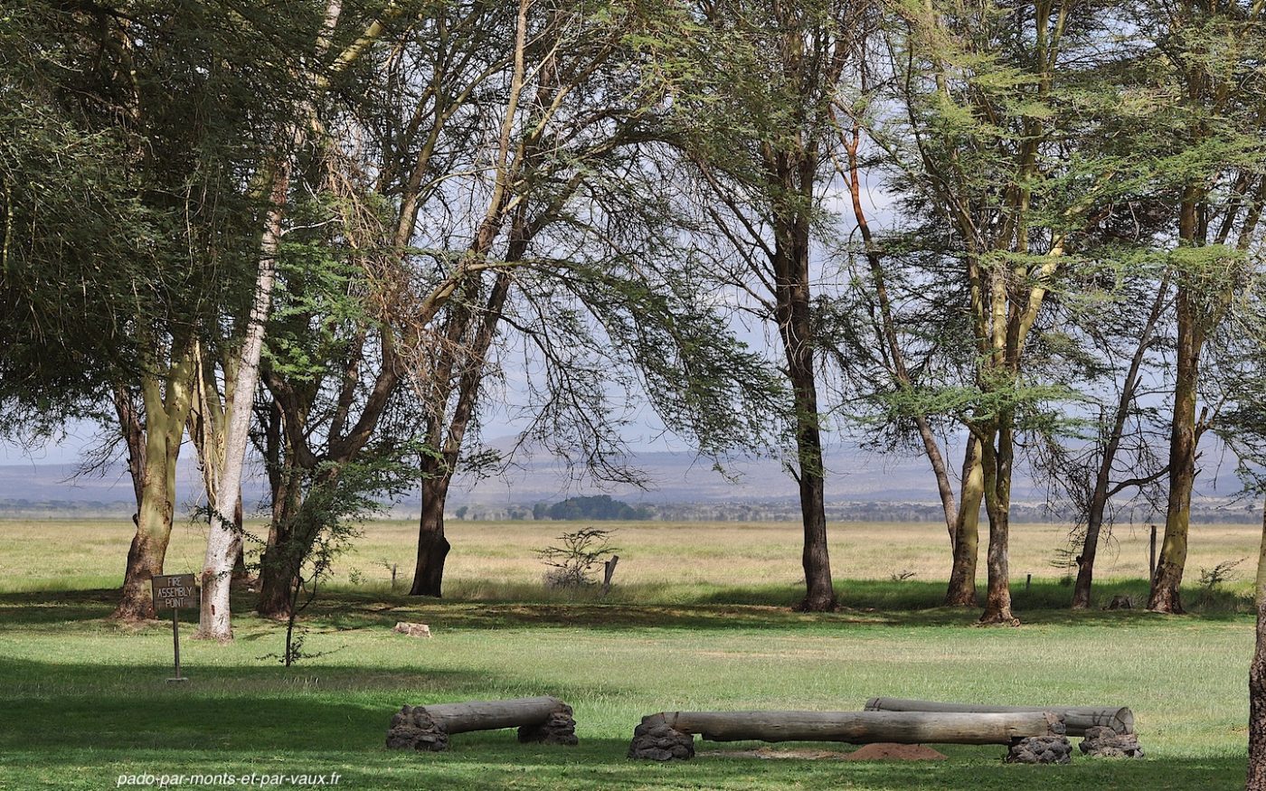 Amboseli - Acacias Amboseli - Acacias