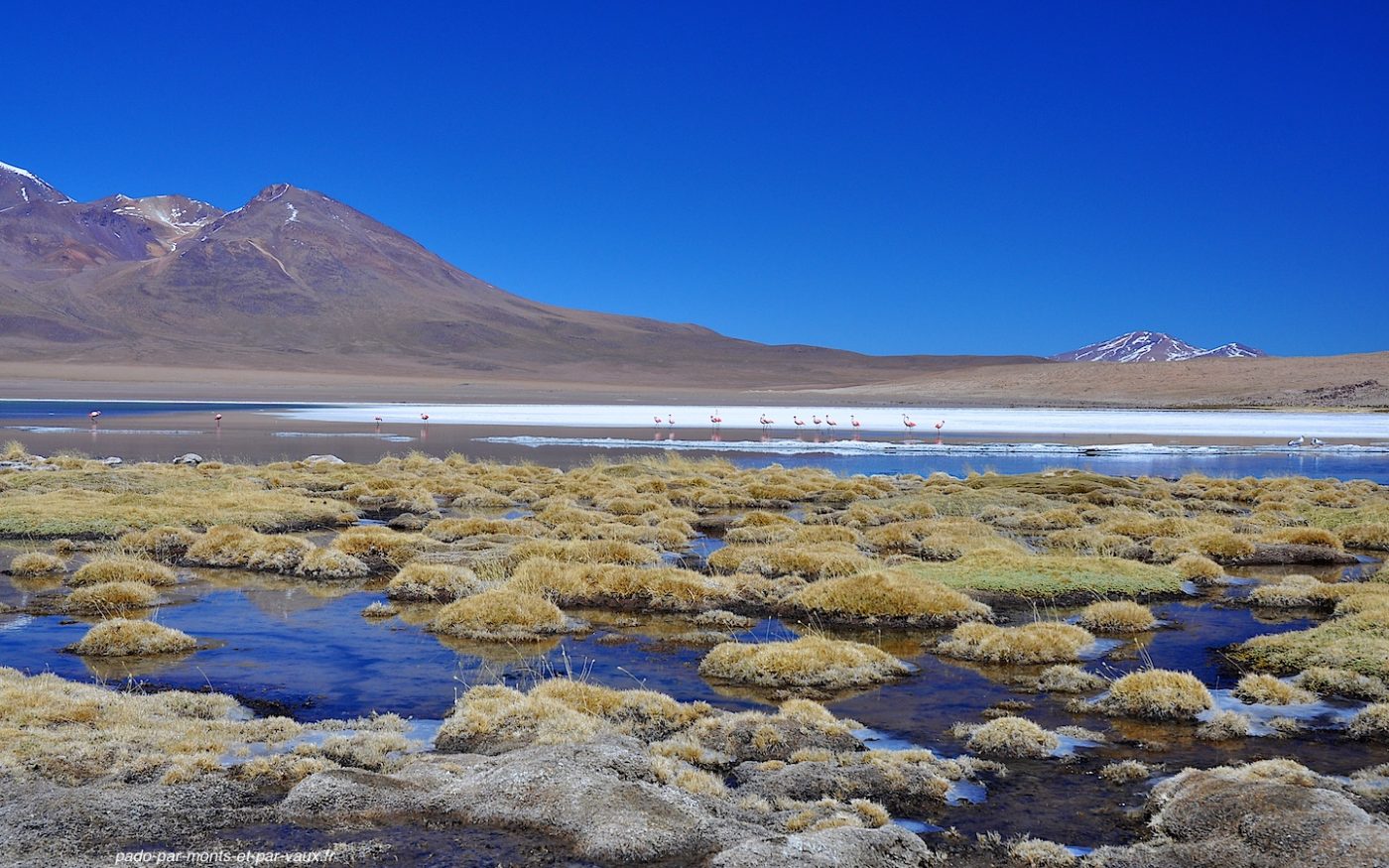 Laguna canapa Laguna canapa