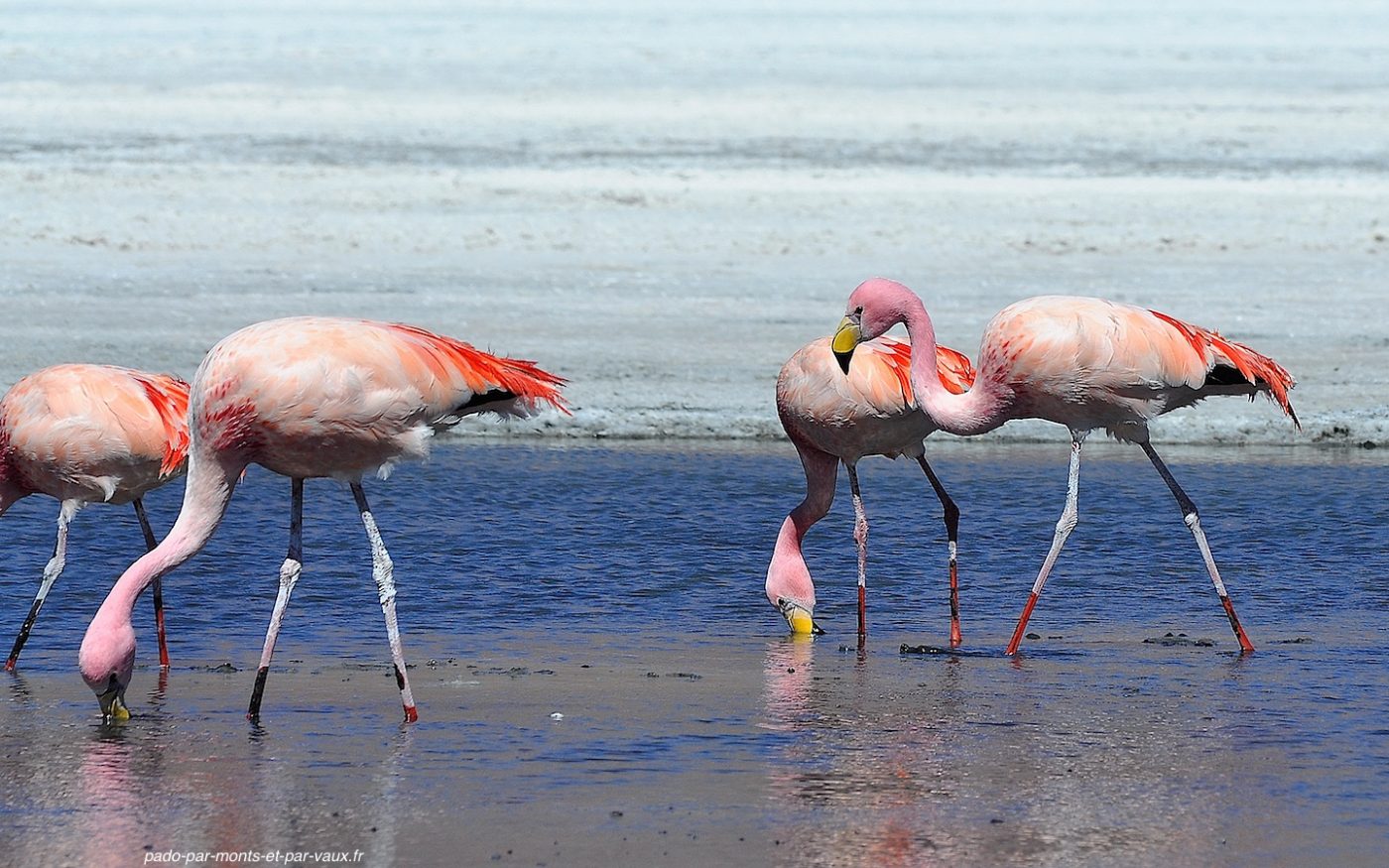 Flamants de James Flamants de James