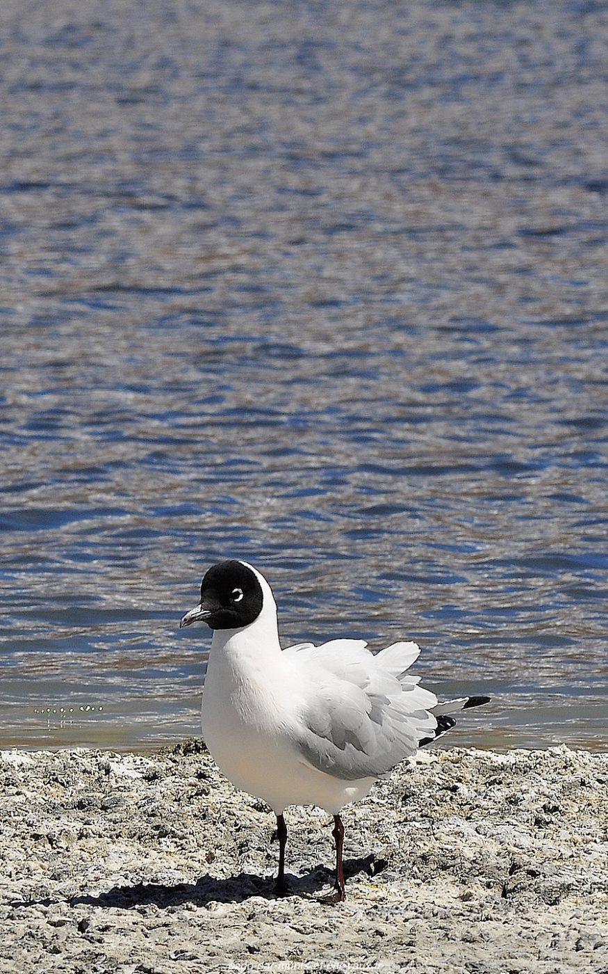 Mouette des andes Mouette des andes