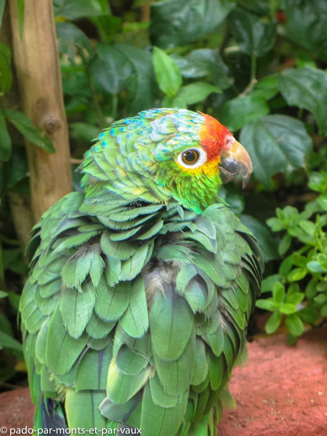 Antigua - perroquet Antigua - perroquet