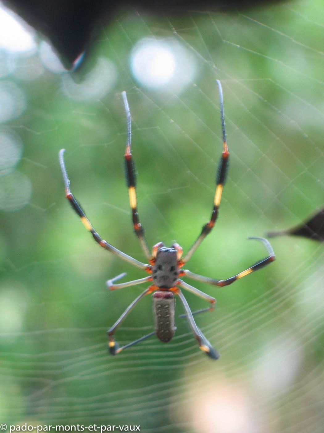 Tikal Jungle lodge - araignée