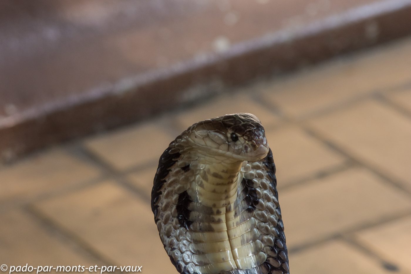 Cobra à monocle