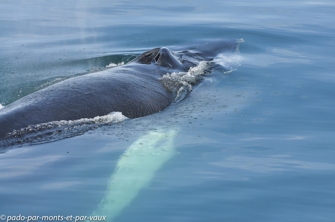 Husavik - baleine