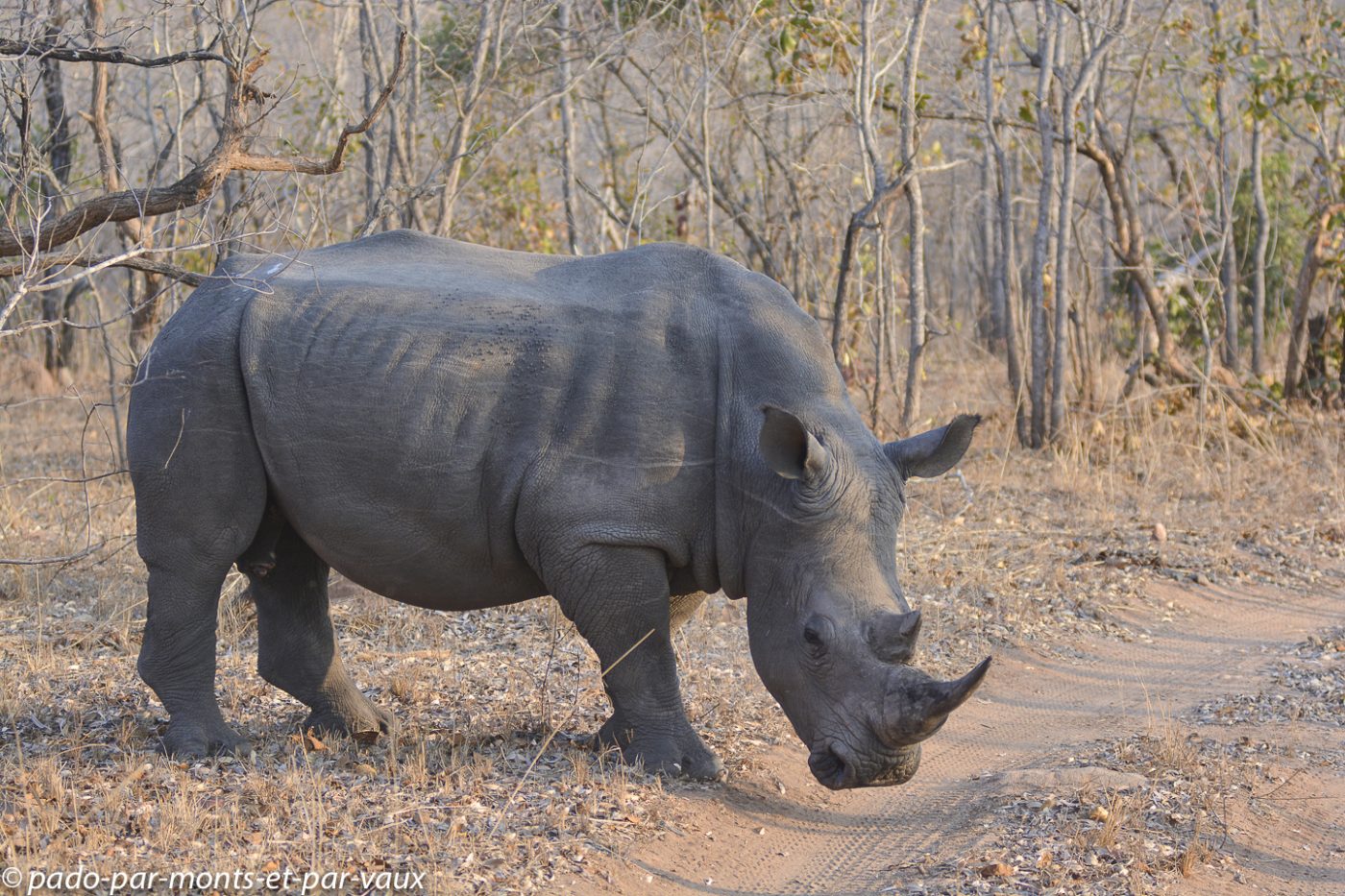 Ulusaba - Rhinocéros