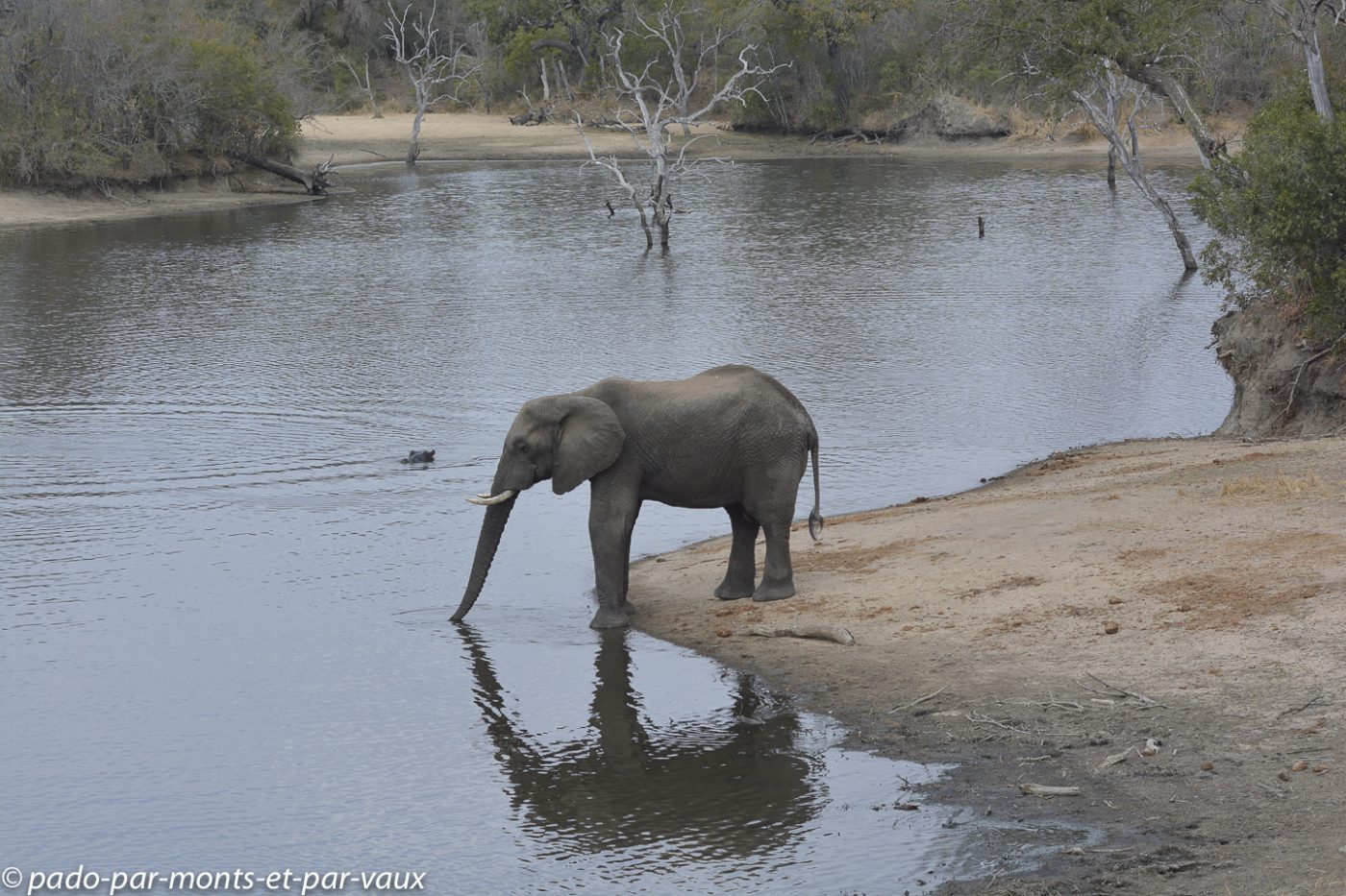 Ulusaba - Elephants