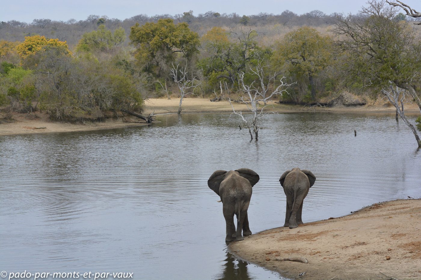 Ulusaba - Elephants