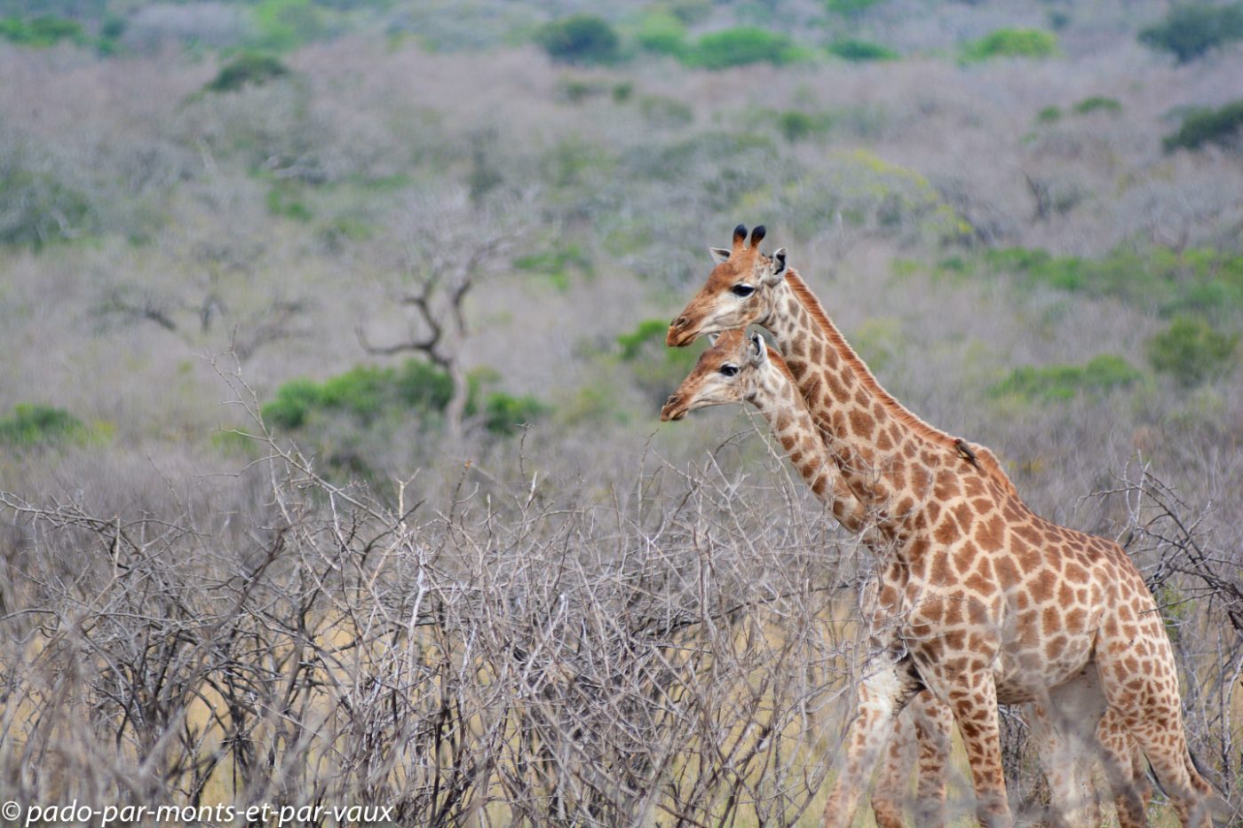 Hluhluwe - girafes Hluhluwe - girafes