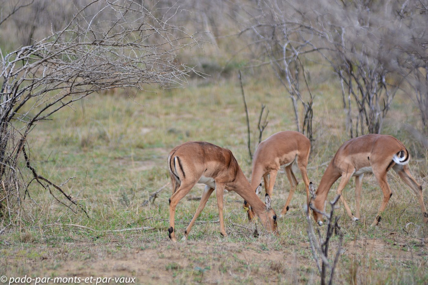Hluhluwe - impalas Hluhluwe - impalas