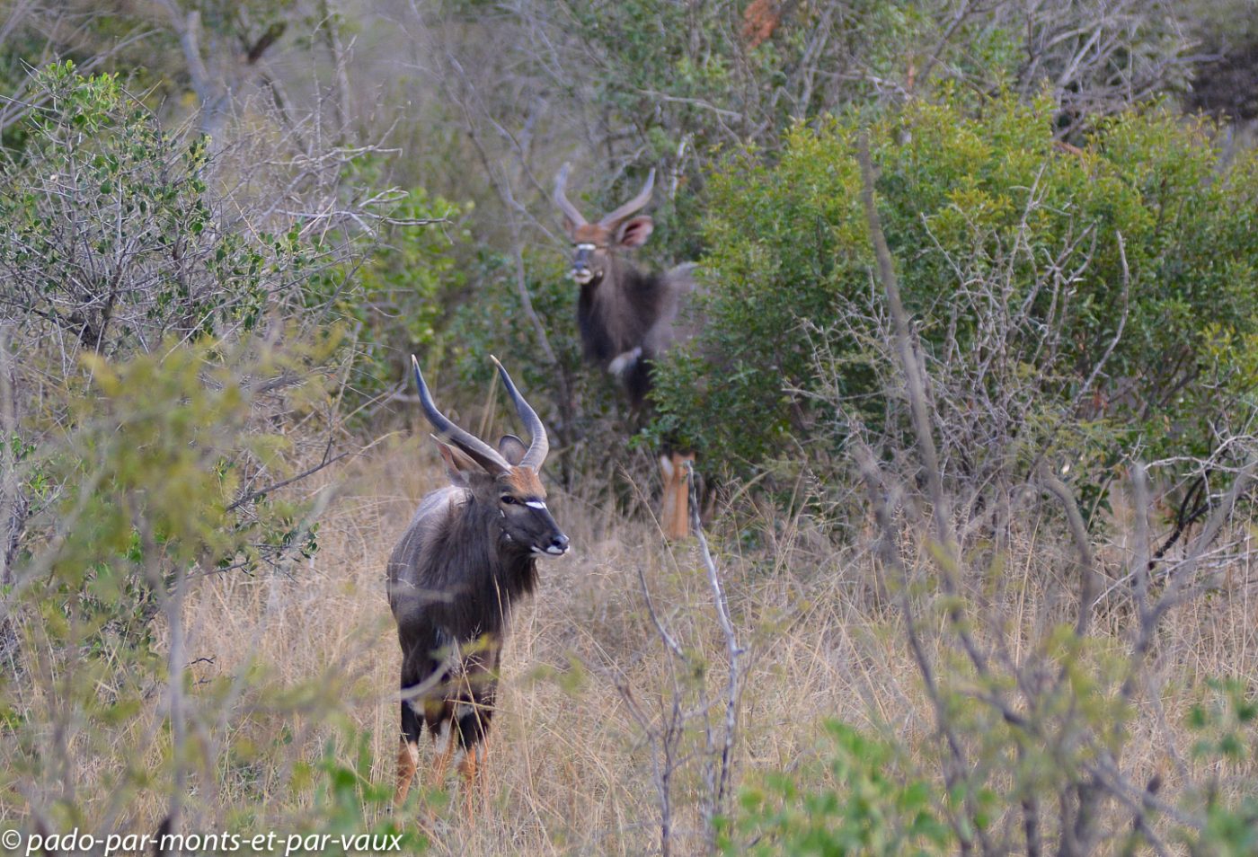 Hluhluwe - girafes Hluhluwe - girafes