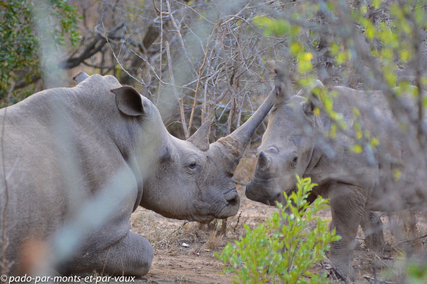 Hluhluwe - rhinocéros Hluhluwe - rhinocéros