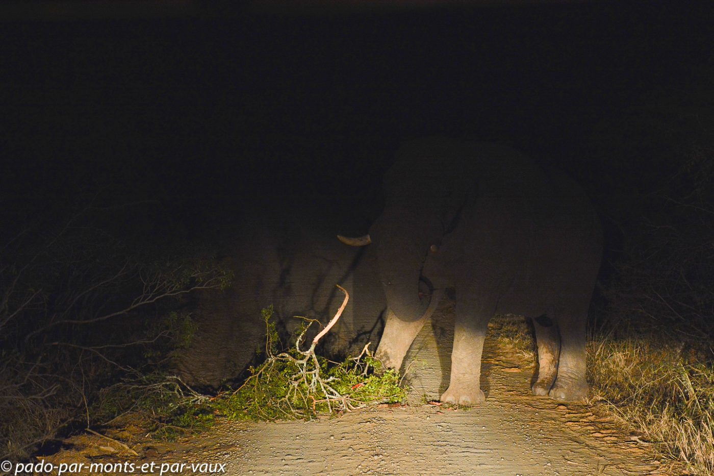 Hluhluwe - éléphant sur la route Hluhluwe - éléphant sur la route