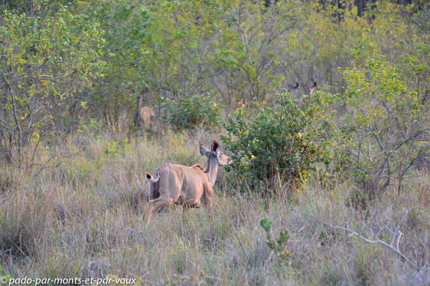Santa Lucia Wetland park - koudous Santa Lucia Wetland park - koudous