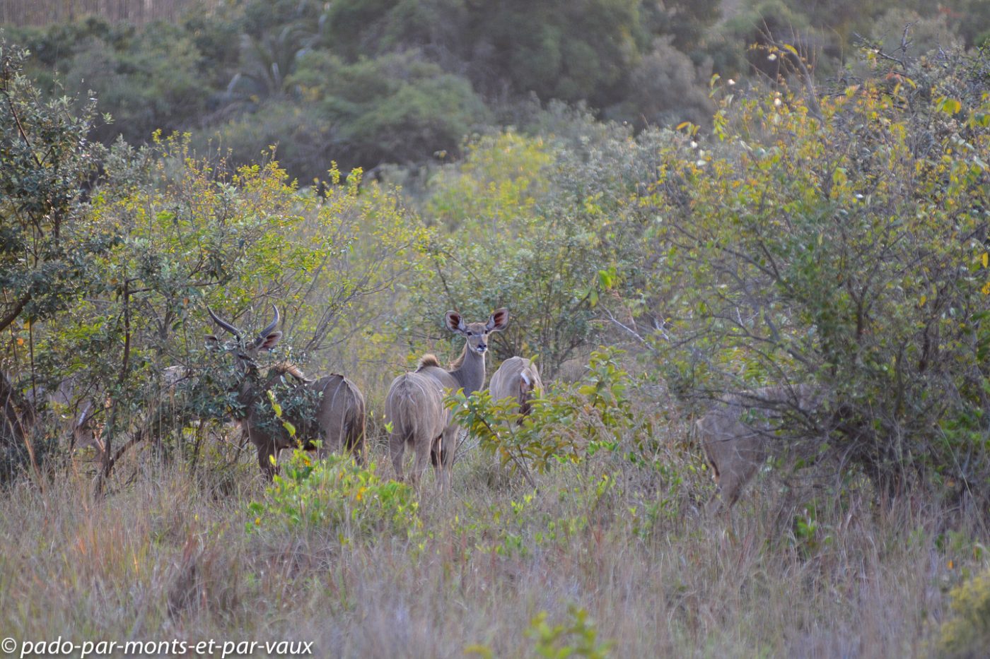 Santa Lucia Wetland park - koudous Santa Lucia Wetland park - koudous