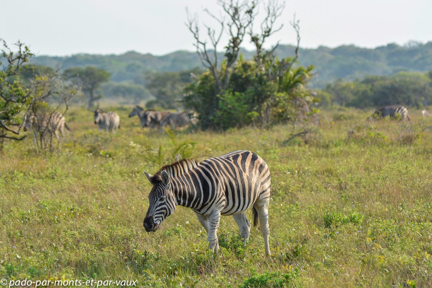 Santa Lucia Wetland park - zèbres Santa Lucia Wetland park - zèbres