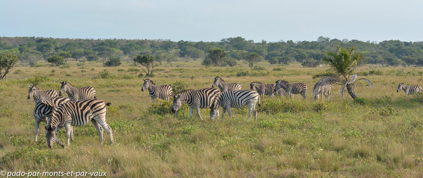 Santa Lucia Wetland park - zèbres Santa Lucia Wetland park - zèbres