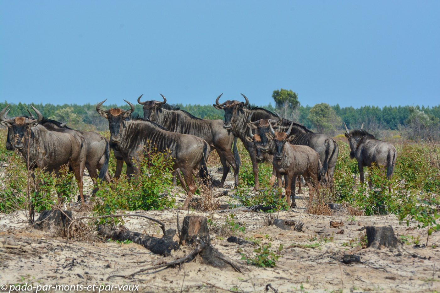 Santa Lucia Wetland park - gnous Santa Lucia Wetland park - gnous