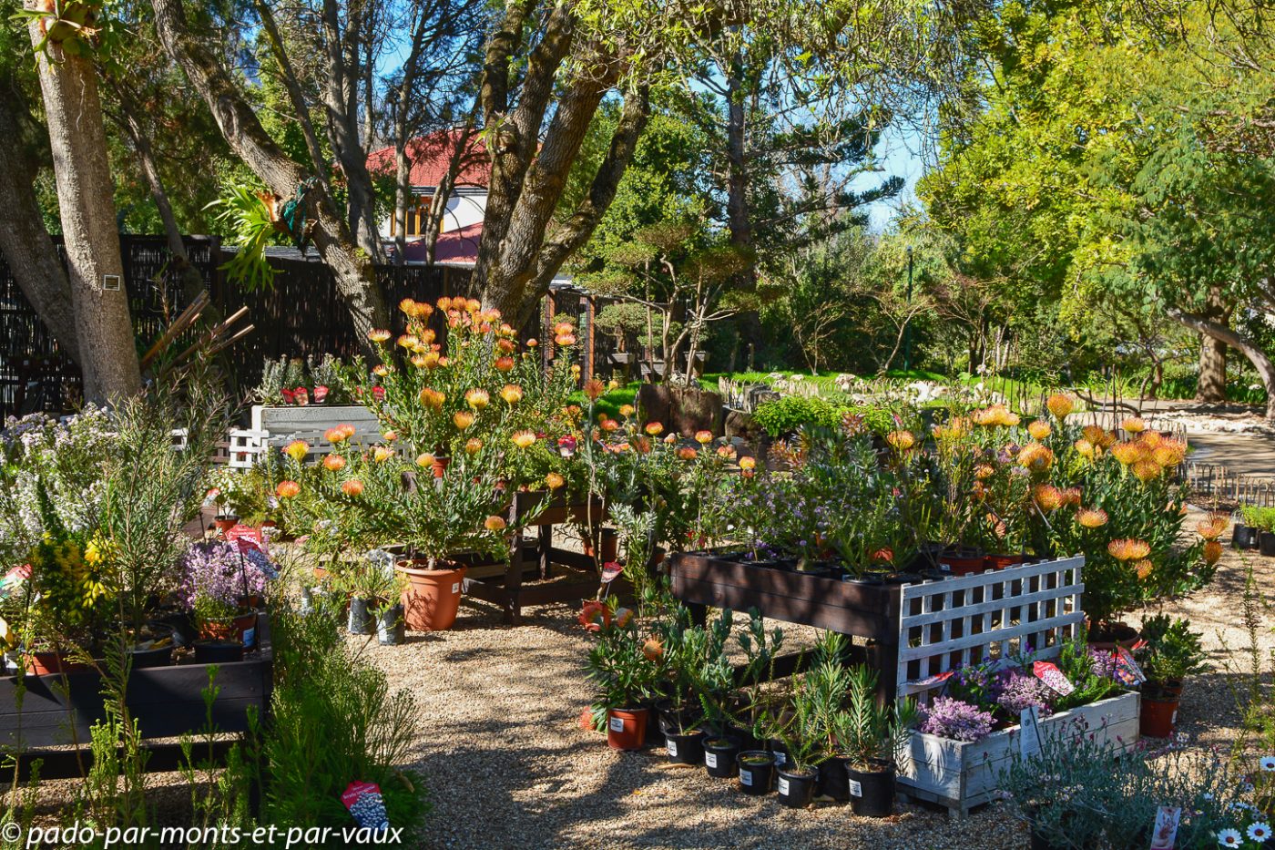 Stellenbosch - jardin botanique Stellenbosch - jardin botanique