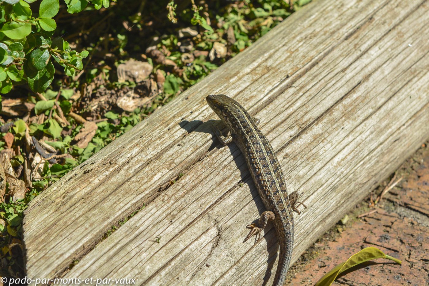 Stellenbosch - jardin botanique Stellenbosch - jardin botanique