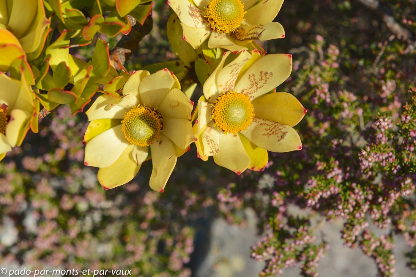 Le Cap - Table Mountain Le Cap - Table Mountain