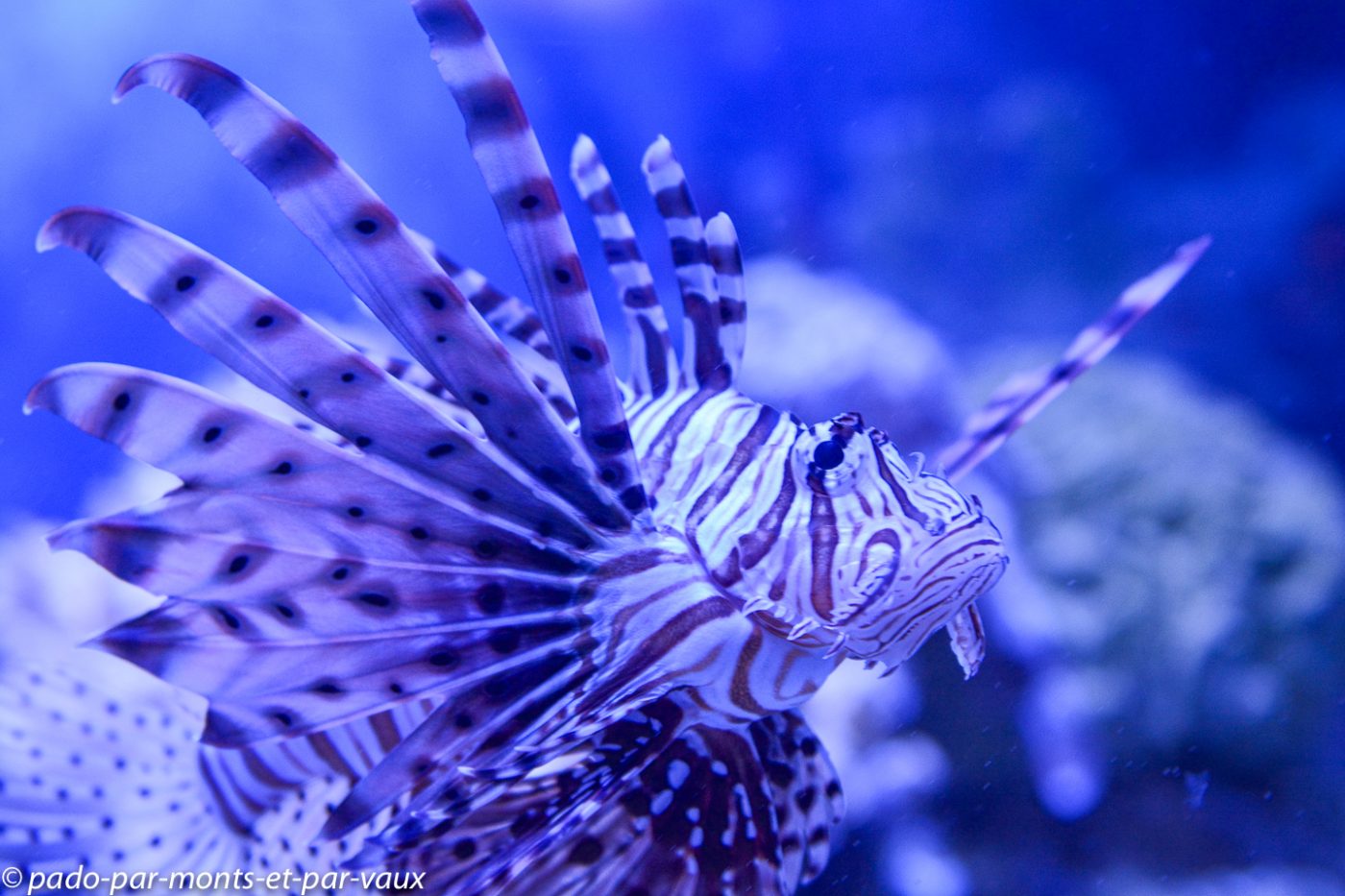 Le Cap - Waterfront - Aquarium Le Cap - Waterfront - Aquarium