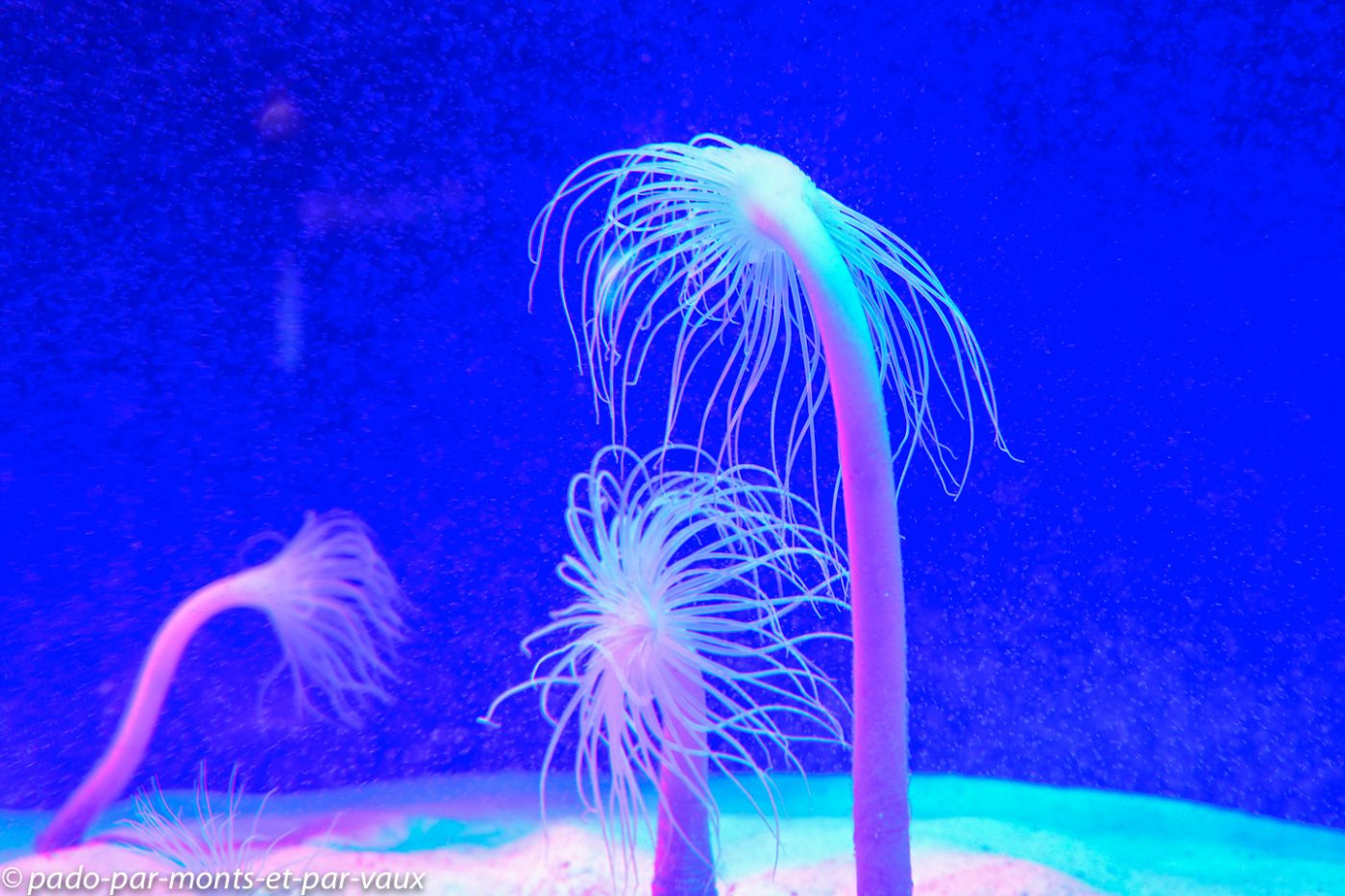 Le Cap - Waterfront - Aquarium Le Cap - Waterfront - Aquarium