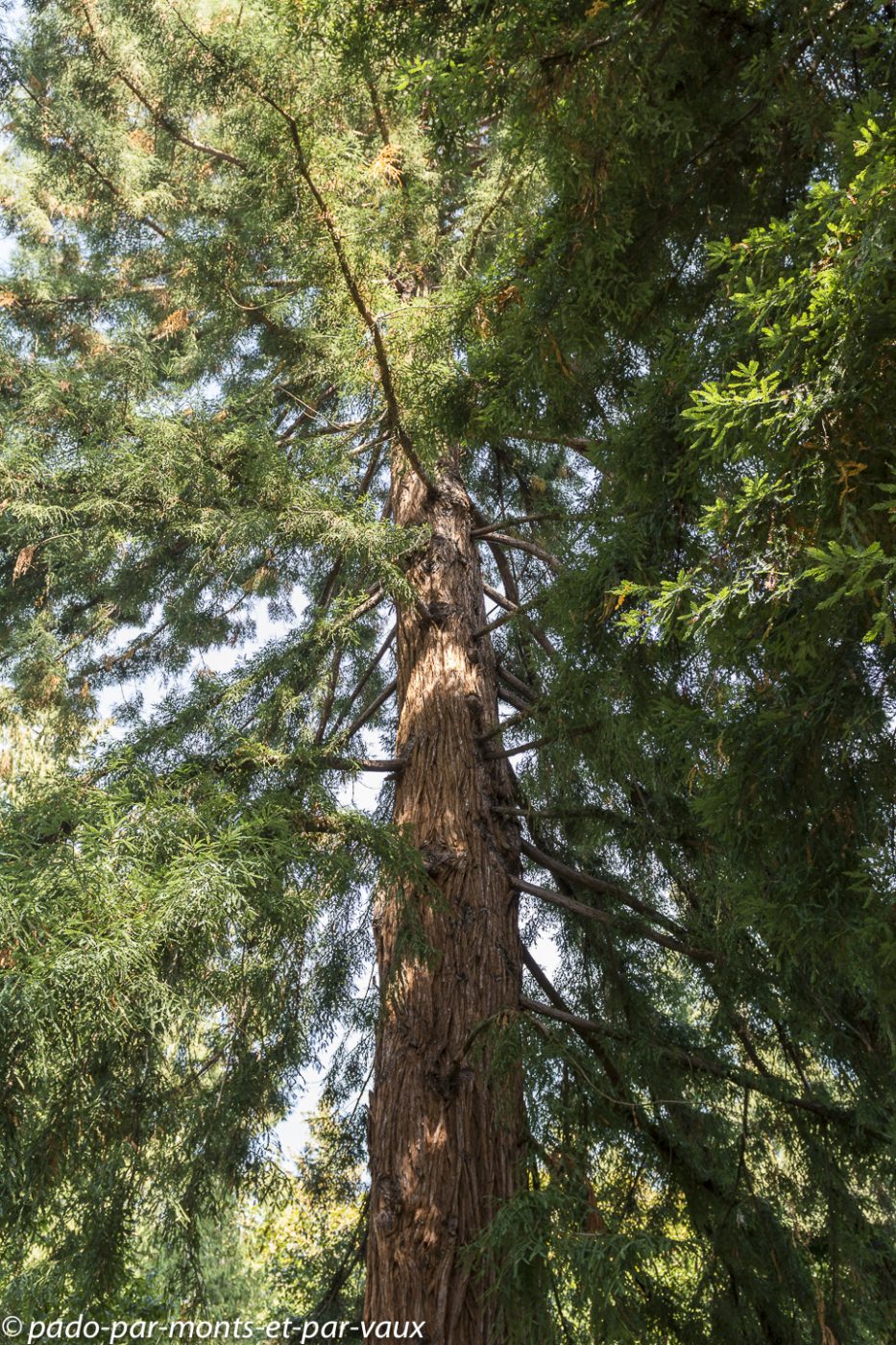Butchart Gardens - sequoia sempervirens