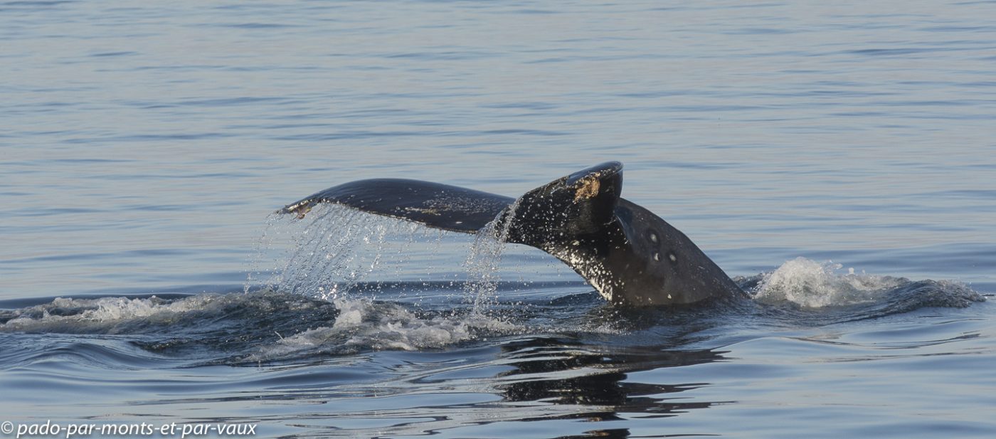 Victoria -  Sortie en mer - baleine à bosse