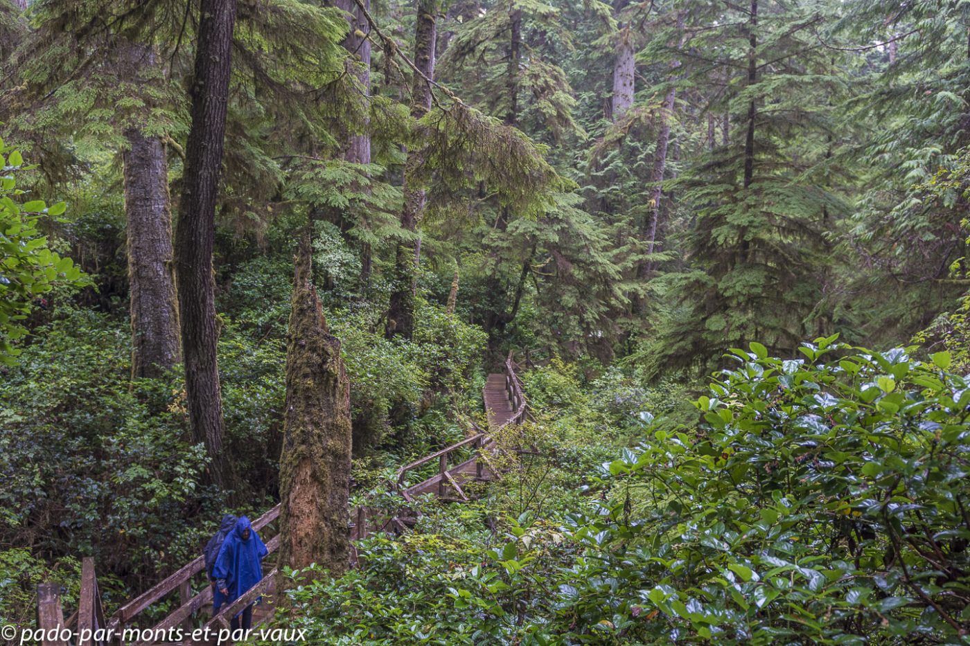 Pacific Rim National Park - Rain forest trail
