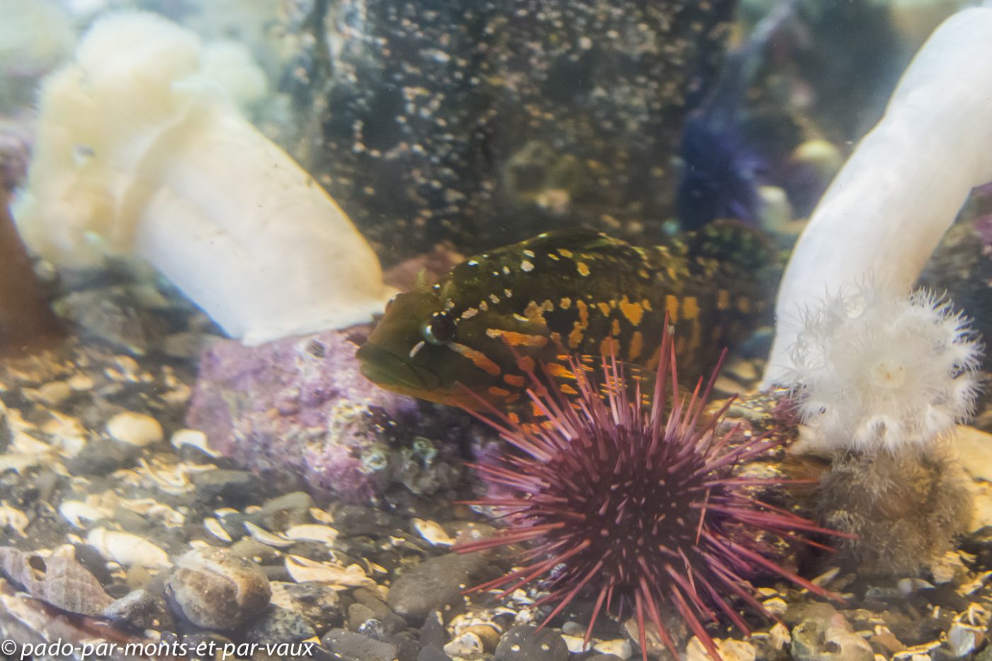 Aquarium Ucluelet - Sourcil de Roche et Anémones plumeuses