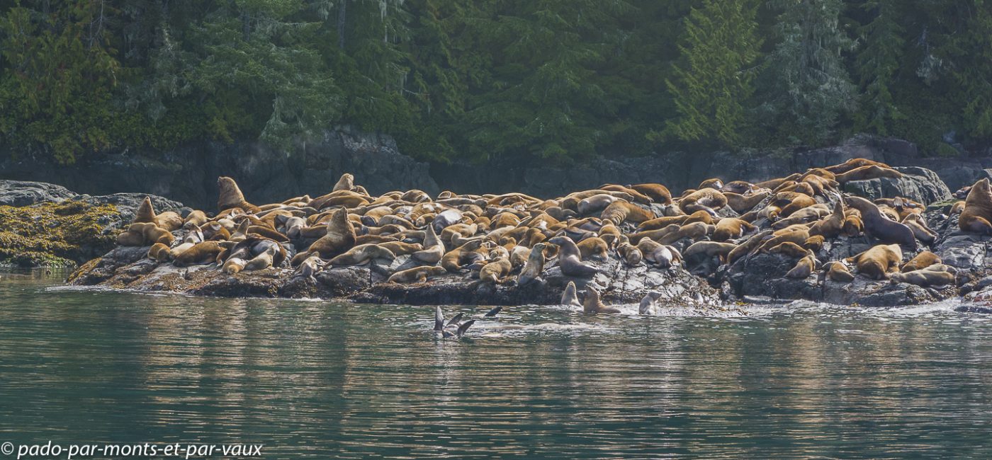 Telegraph Cove - lions de mer Telegraph Cove - lions de mer