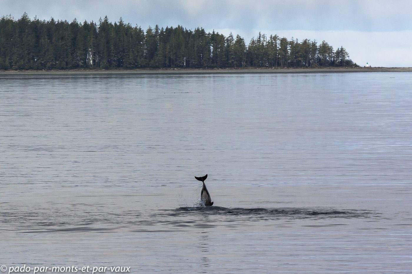 Telegraph Cove - dauphins Telegraph Cove - dauphins