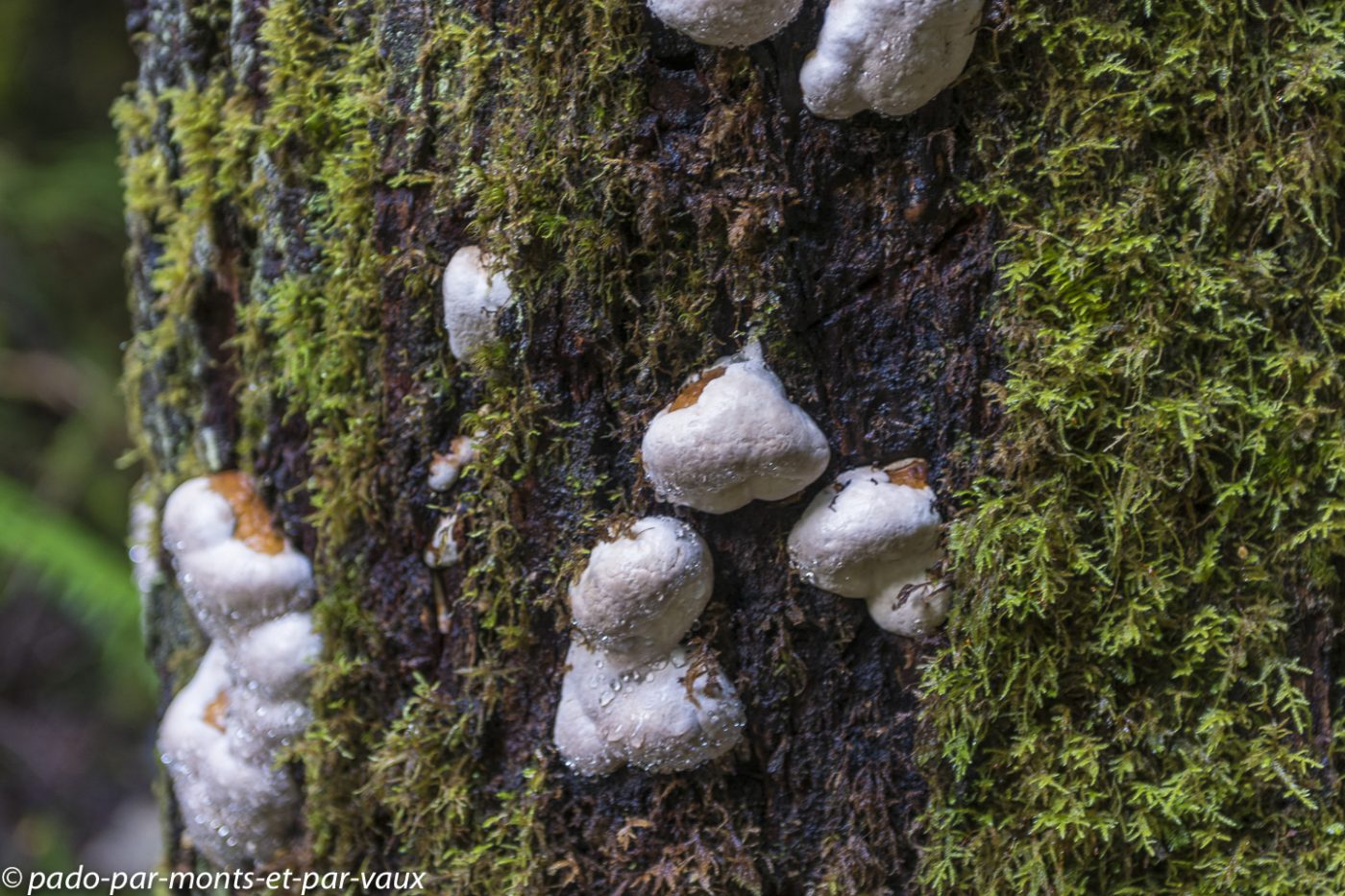 Skookumchuck provincial park Skookumchuck provincial park