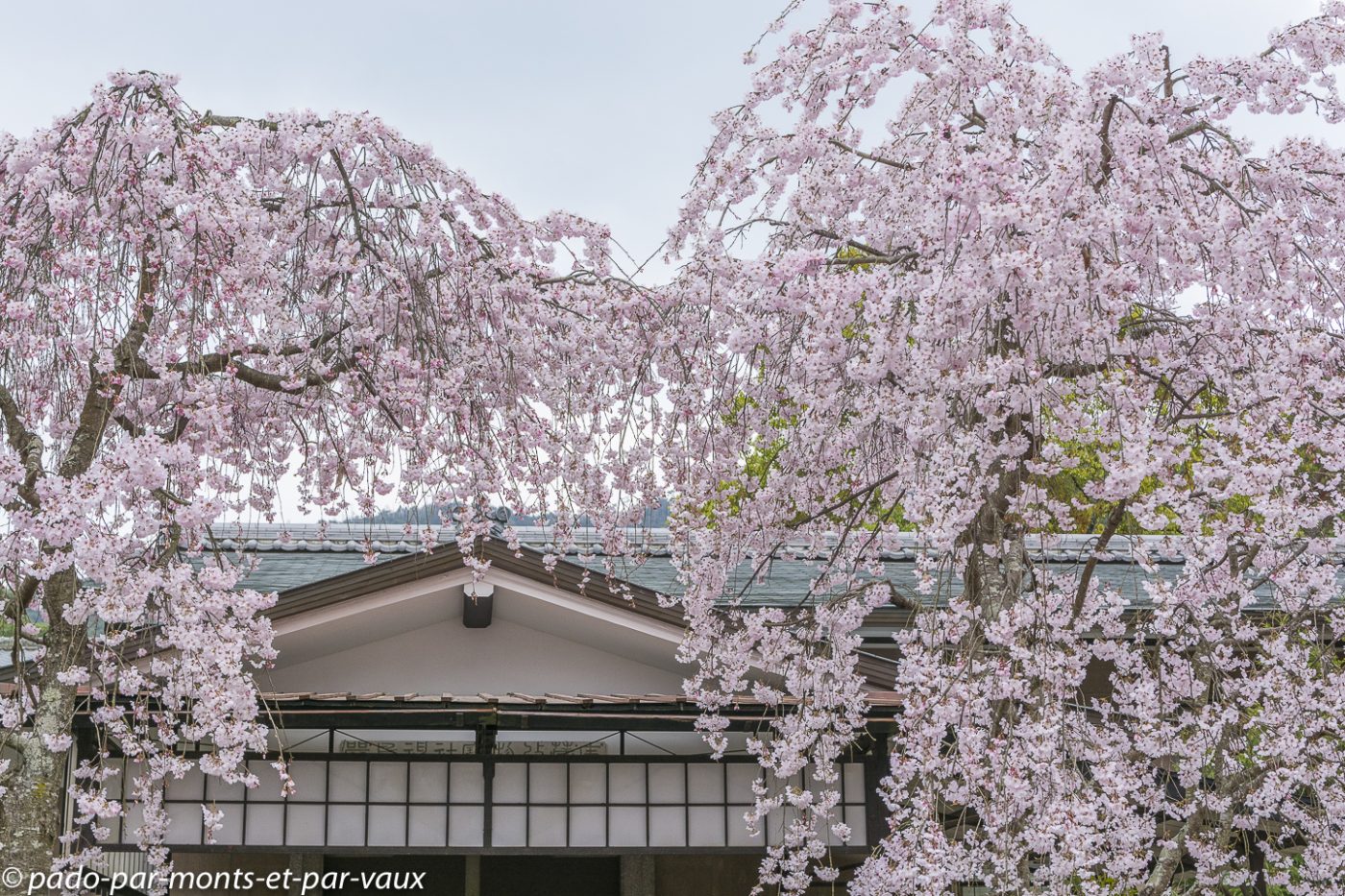 Japon