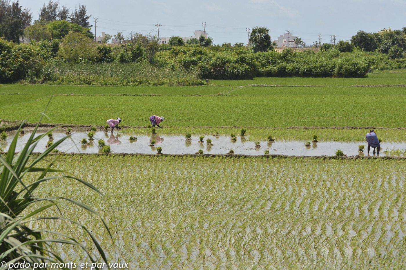 route vers Pondichéry - repiquage du riz