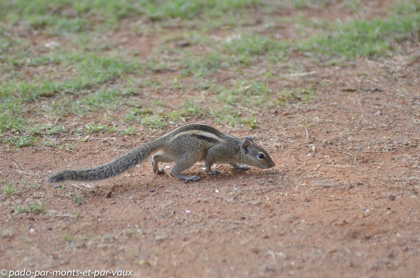 Ecureuil indien de palme