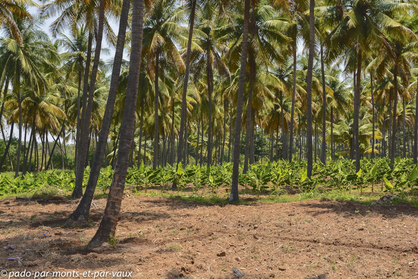 Route vers le Kerala - bananiers à l'ombre des palmiers