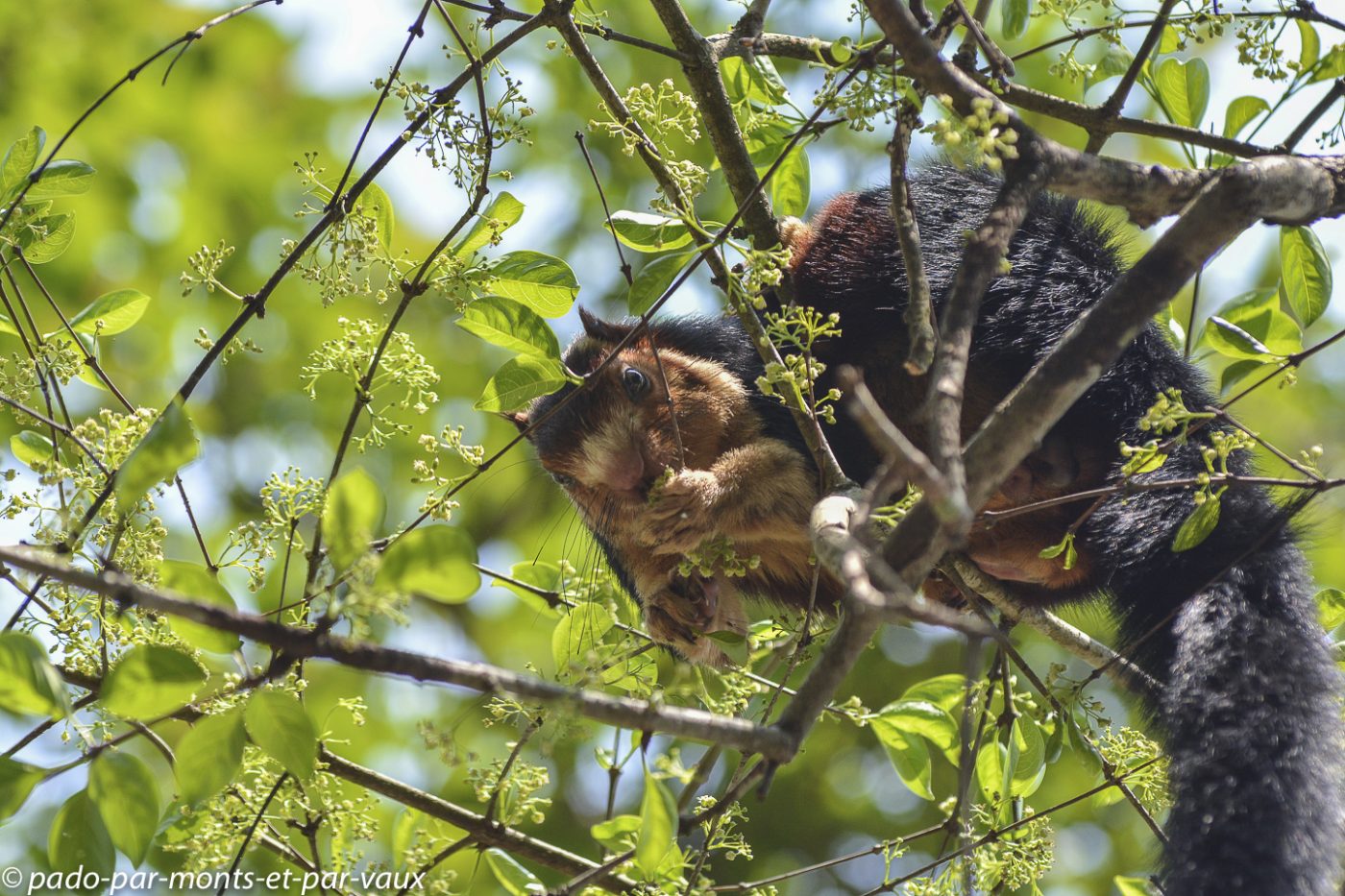Parc de Periyar - écureuil géant