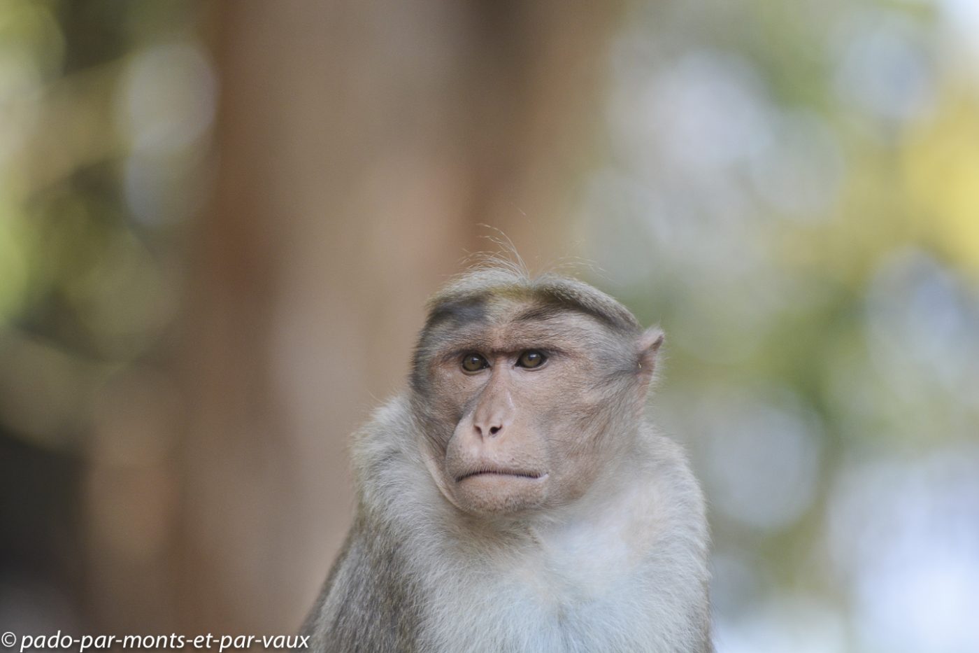 Parc de Periyar -  Macaque