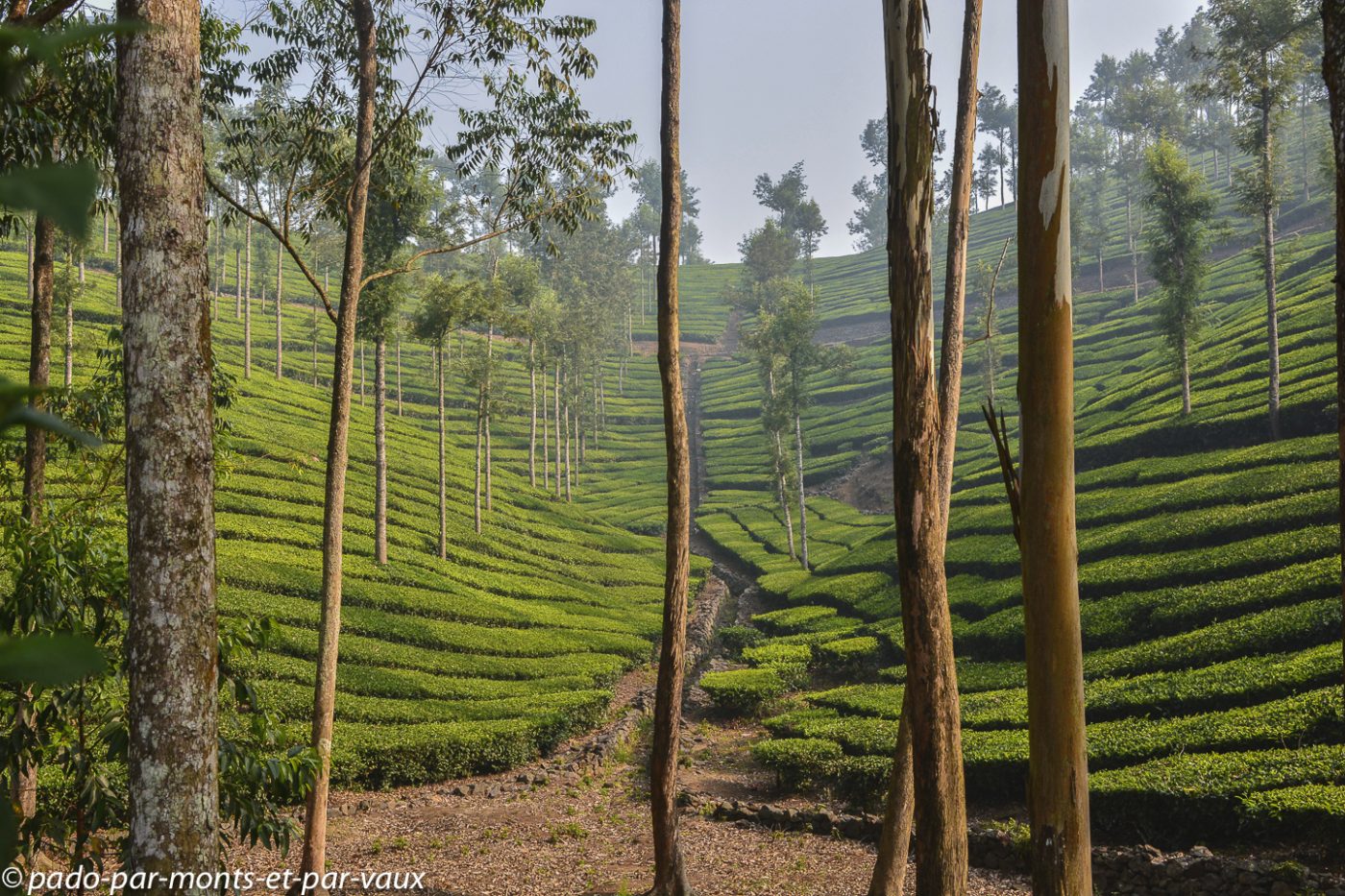 Route vers Kottayam - plantations de thé