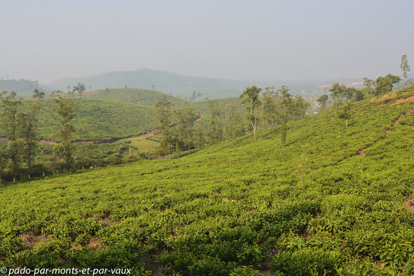 Route vers Kottayam - plantations de thé