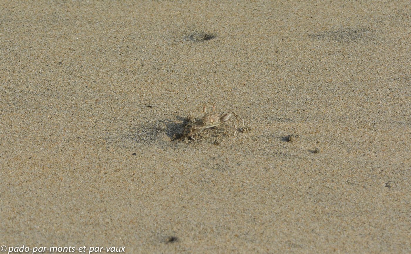 ile de Vypeen - Cherai Beach - crabe