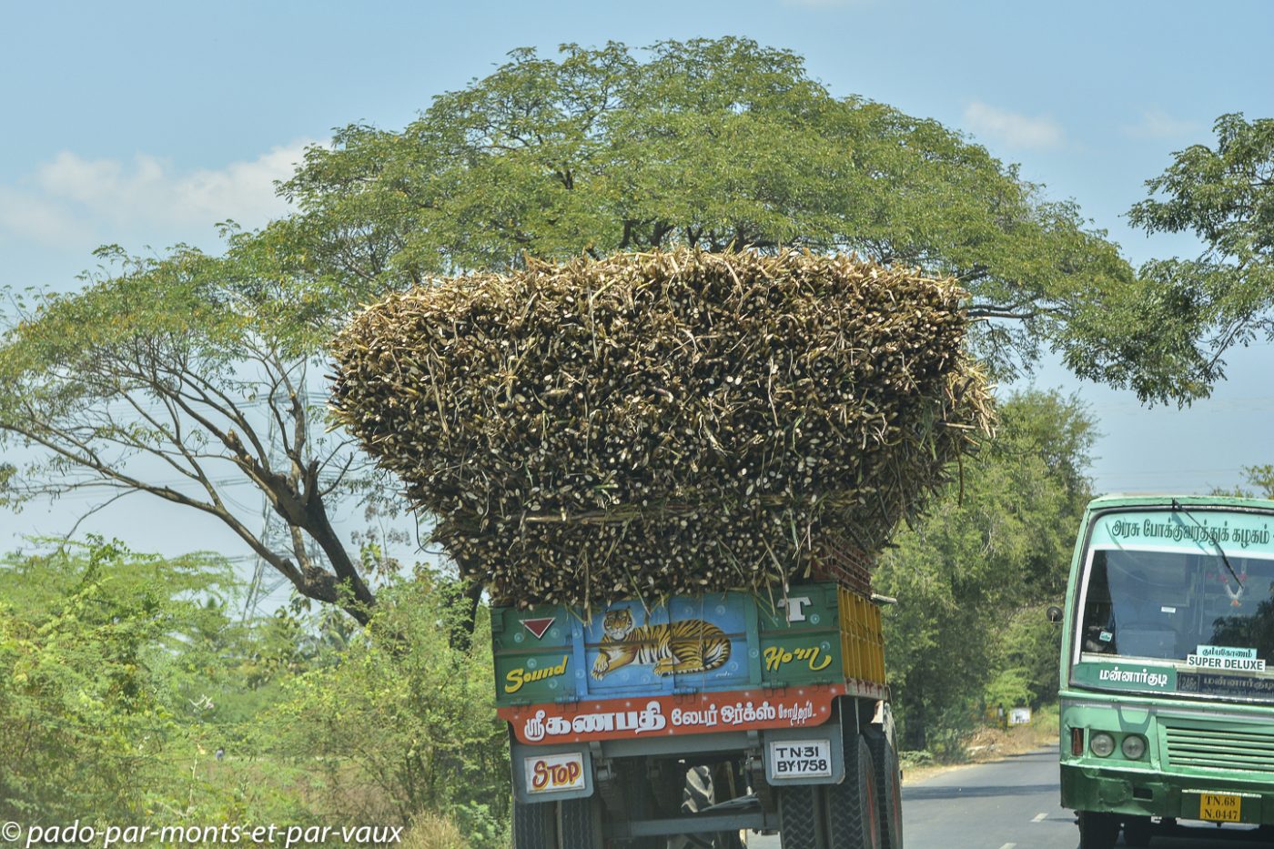 Route vers Tanjore - cannes à sucre Route vers Tanjore - cannes à sucre