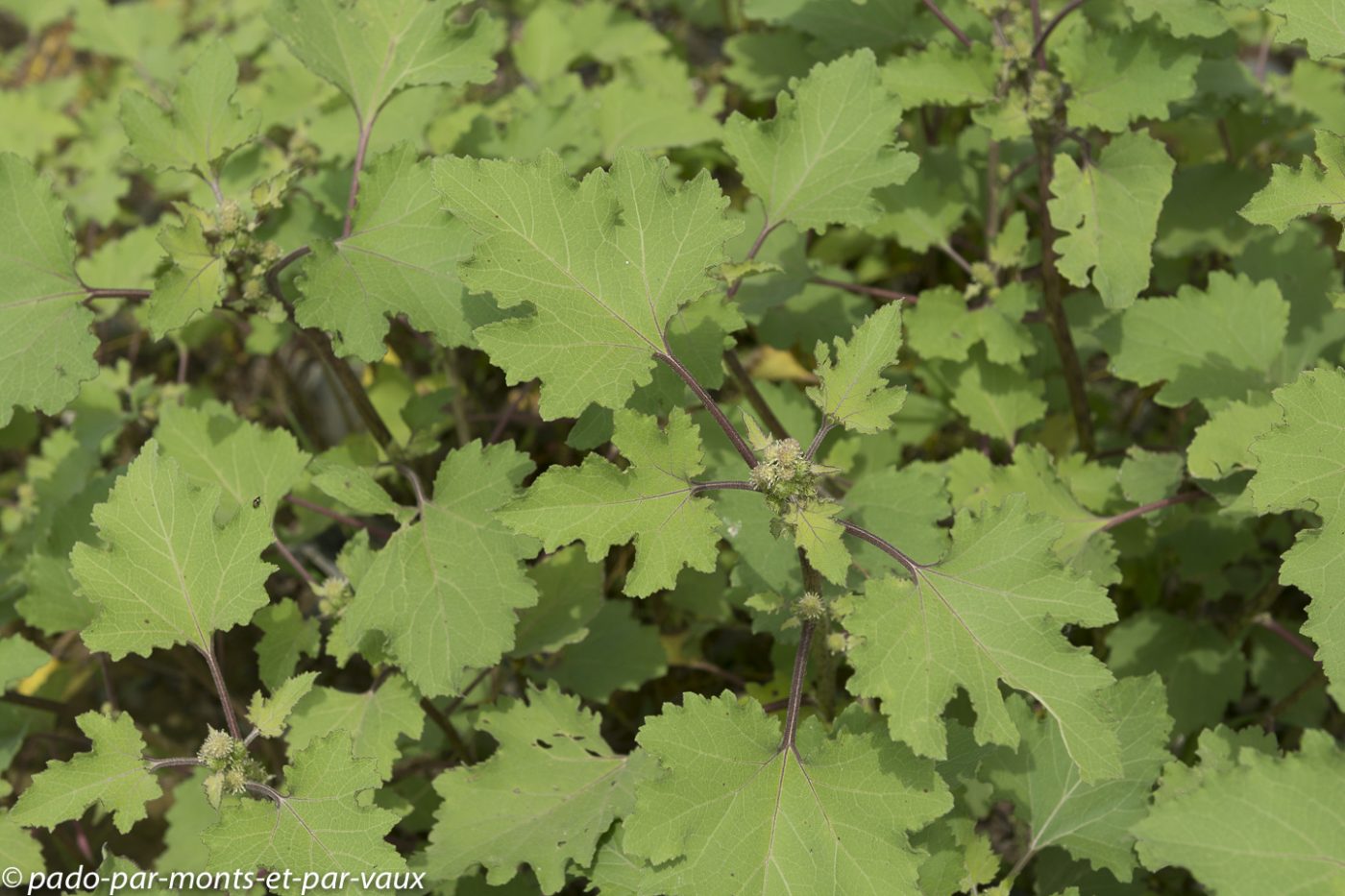 Lampourde orientale Lampourde orientale