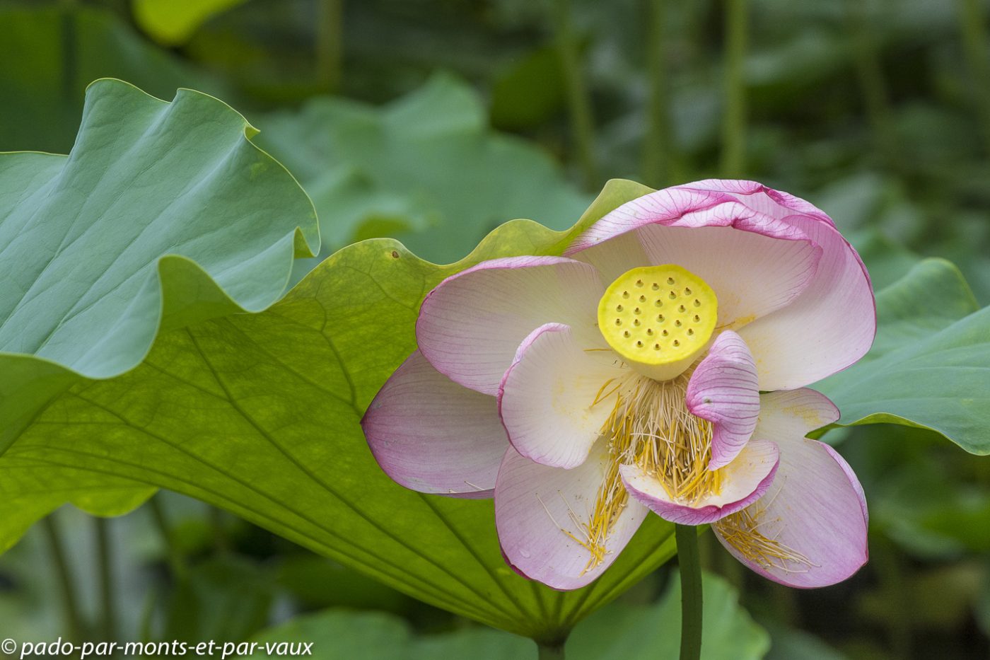 Lotus sacré Lotus sacré
