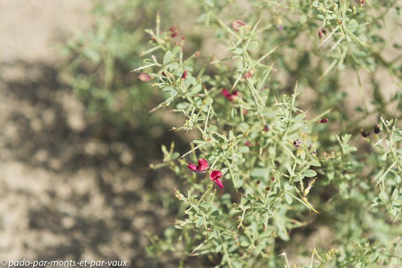 Flore Chine Flore Chine